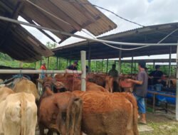 Ratusan Buruh Tani Terdampak Bandara KASA Situbondo Terima Bantuan Sapi dan Domba