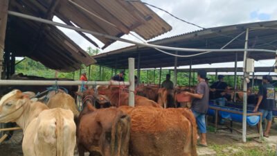 Warga Desa Sumberejo menerima bantuan ternak sapi. (Foto: Istimewa - ZONA INDONESIA)