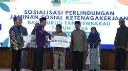 Pemkab Bondowoso Beri Jaminan BPJS Ketenagakerjaan untuk Ribuan Buruh Tani Tembakau