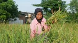 Bulog Jember Serap 84 Ribu Ton Beras dalam Waktu Singkat, Lampaui Target 100 Persen