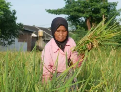 Bulog Jember Serap 84 Ribu Ton Beras dalam Waktu Singkat, Lampaui Target 100 Persen