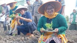 Petani Tembakau di Bondowoso Tolak Wacana Pembatasan Tar dan Nikotin