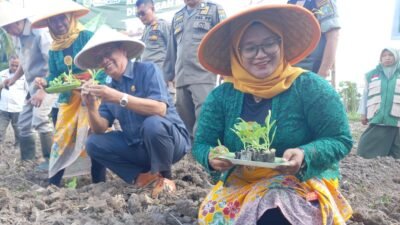 Petani Tembakau di Bondowoso Tolak Wacana Pembatasan Tar dan Nikotin