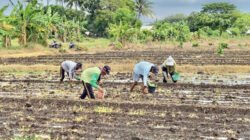 Rutan Situbondo Tanam 25 Ribu Bibit Tembakau di Arjasa untuk Pembinaan Desa