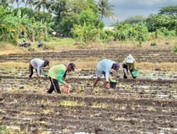 Rutan Situbondo Tanam 25 Ribu Bibit Tembakau di Arjasa untuk Pembinaan Desa