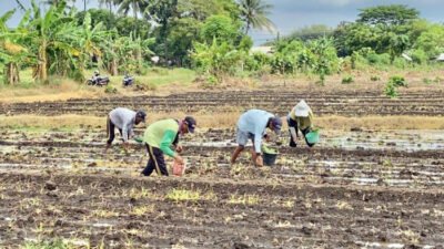 Rutan Kelas IIB Situbondo bersama warga menanam bibit tembakau di Desa Lamongan, Selasa (19/5/2026). (Foto: Istimewa - ZONA INDONESIA)