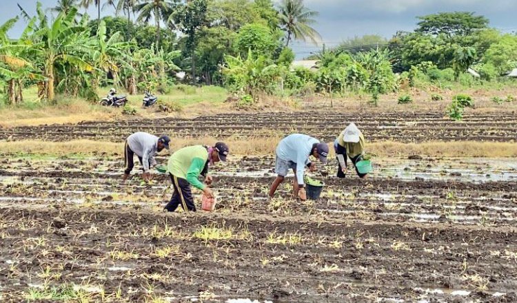Rutan Kelas IIB Situbondo bersama warga menanam bibit tembakau di Desa Lamongan, Selasa (19/5/2026). (Foto: Istimewa - ZONA INDONESIA)