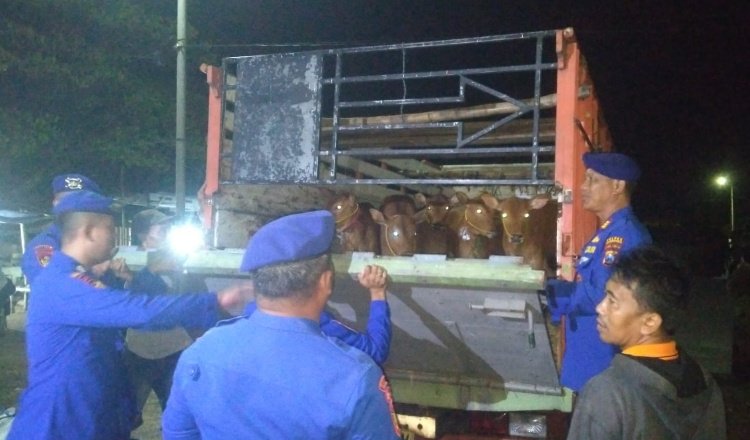 Polairud Situbondo memeriksa hewan ternak di Pelabuhan Kalbut, Selasa (19/5/2026) malam. (Foto: Fathur Rozi - ZONA INDONESIA)
