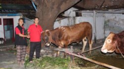 DPD PDI Perjuangan Jawa Timur Bagikan 468 Sapi Kurban, Situbondo Dapat Dua Ekor