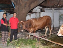 DPD PDI Perjuangan Jawa Timur Bagikan 468 Sapi Kurban, Situbondo Dapat Dua Ekor