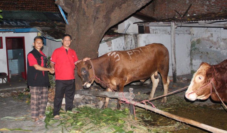 Kader DPC PDI Perjuangan memegang sapi kurban dari DPD PDI Perjuangan Jawa Timur. (Foto: Fathur Rozi - ZONA INDONESIA)