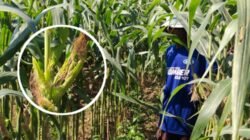 Tikus Ganas Rusak Ratusan Hektare Jagung dan Padi di Gumukmas Jember