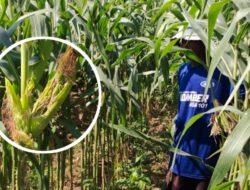 Tikus Ganas Rusak Ratusan Hektare Jagung dan Padi di Gumukmas Jember