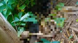 Geger! Warga Jember Temukan Kerangka Manusia di Kebun Singkong