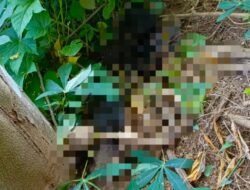Geger! Warga Jember Temukan Kerangka Manusia di Kebun Singkong