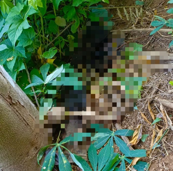 Kerangka manusia saat ditemukan di kebun singkong. (Foto: Zainul Hasan - ZONA INDONESIA)