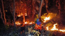 4 Hektare Hutan Jati di Jalur Arak-Arak Situbondo Kebakaran