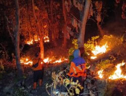4 Hektare Hutan Jati di Jalur Arak-Arak Situbondo Kebakaran