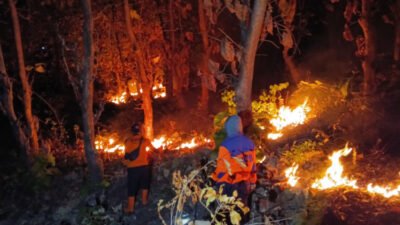 Kondisi lahan jati dilalap api, Minggu (2/8/2026) malam. (Foto: Dok/Pusdalops PB-BPBD Situbondo - ZONA INDONESIA)